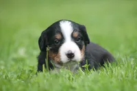 Belle, a female Bernese Mountain Dog for sale in Guys Mills, PA – 1 of 4