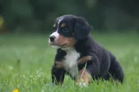 Breeze, a female Bernese Mountain Dog for sale in Guys Mills, PA – 3 of 5
