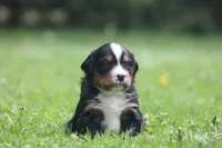 Bryleigh, a female Bernese Mountain Dog for sale in Guys Mills, PA – 2 of 4