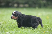 Bryleigh, a female Bernese Mountain Dog for sale in Guys Mills, PA – 4 of 4
