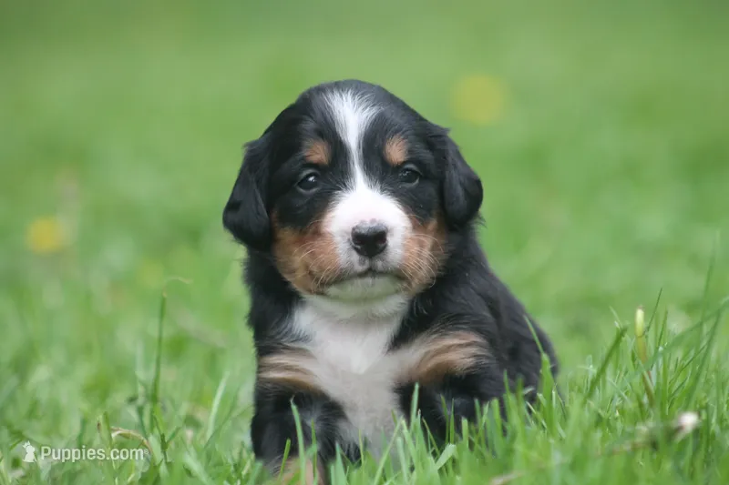 Breeze – Bernese Mountain Dog puppy for sale in Guys Mills, PA