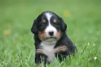 Breeze, a female Bernese Mountain Dog for sale in Guys Mills, PA – 1 of 5