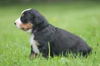 Belle, a female Bernese Mountain Dog for sale in Guys Mills, PA – 4 of 4