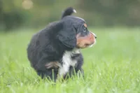 Barlow, a male Bernese Mountain Dog for sale in Guys Mills, PA – 2 of 3