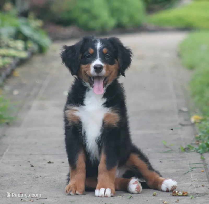 Bryleigh – Bernese Mountain Dog puppy for sale in Guys Mills, PA