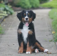 Bryleigh, a female Bernese Mountain Dog for sale in Guys Mills, PA – 1 of 6