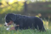 Belle, a female Bernese Mountain Dog for sale in Guys Mills, PA – 4 of 4