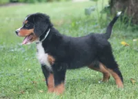 Bryleigh, a female Bernese Mountain Dog for sale in Guys Mills, PA – 4 of 6