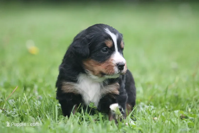 Basil – Bernese Mountain Dog puppy for sale in Guys Mills, PA