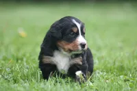 Basil, a female Bernese Mountain Dog for sale in Guys Mills, PA – 1 of 3