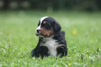 Bryleigh, a female Bernese Mountain Dog for sale in Guys Mills, PA – 3 of 4