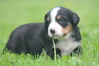 Belle, a female Bernese Mountain Dog for sale in Guys Mills, PA – 3 of 4