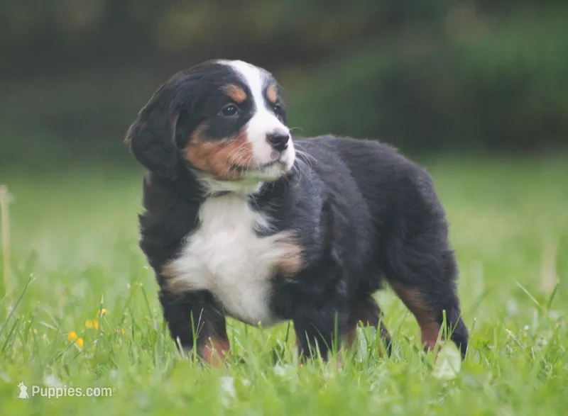 Belle – Bernese Mountain Dog puppy for sale in Guys Mills, PA