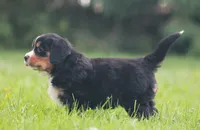 Barlow, a male Bernese Mountain Dog for sale in Guys Mills, PA – 3 of 3