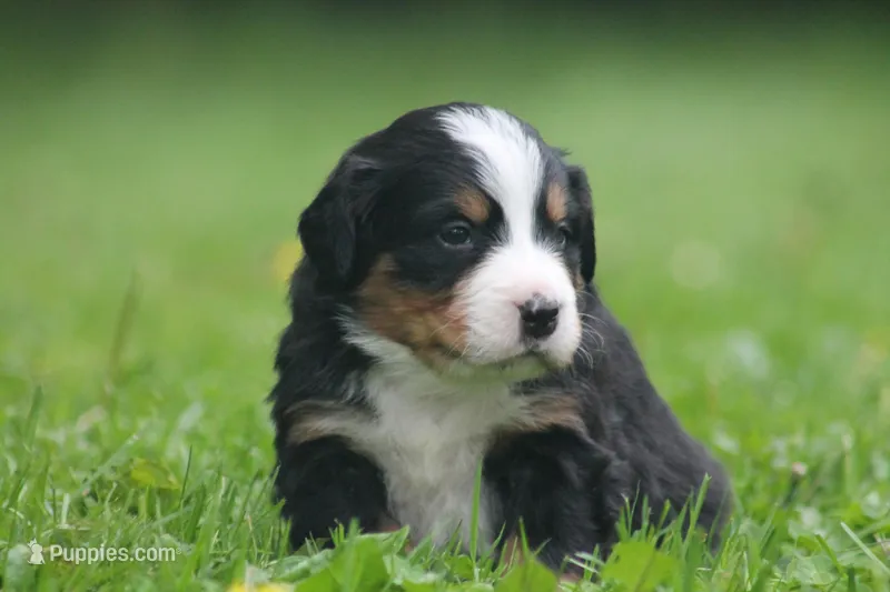 Baron – Bernese Mountain Dog puppy for sale in Guys Mills, PA