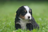 Baron, a male Bernese Mountain Dog for sale in Guys Mills, PA – 1 of 4