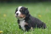 Baron, a male Bernese Mountain Dog for sale in Guys Mills, PA – 4 of 4