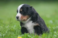 Baron, a male Bernese Mountain Dog for sale in Guys Mills, PA – 2 of 4