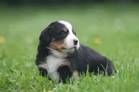 Baron, a male Bernese Mountain Dog for sale in Guys Mills, PA – 3 of 4