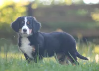 Belle, a female Bernese Mountain Dog for sale in Guys Mills, PA – 1 of 4