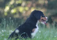 Bubbles, a female Bernese Mountain Dog for sale in Guys Mills, PA – 3 of 5