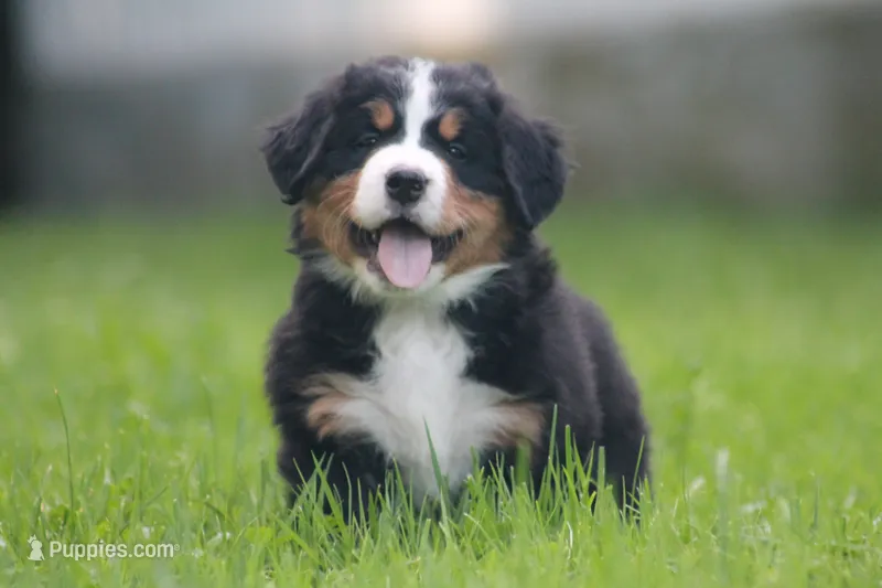 Baron – Bernese Mountain Dog puppy for sale in Guys Mills, PA