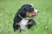 Breeze, a female Bernese Mountain Dog for sale in Guys Mills, PA – 4 of 5