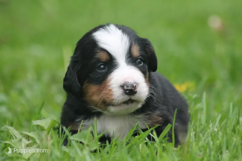 Bilbo – Bernese Mountain Dog puppy for sale in Guys Mills, PA