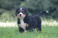 Bubbles, a female Bernese Mountain Dog for sale in Guys Mills, PA – 2 of 5