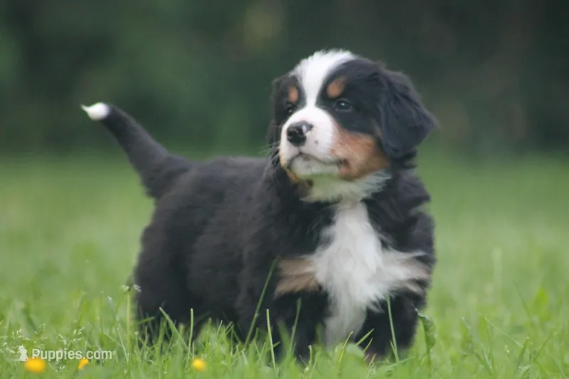Bilbo – Bernese Mountain Dog puppy for sale in Guys Mills, PA