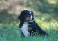 Bryleigh, a female Bernese Mountain Dog for sale in Guys Mills, PA – 3 of 6