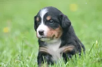Breeze, a female Bernese Mountain Dog for sale in Guys Mills, PA – 3 of 5