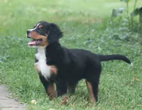 Basil, a female Bernese Mountain Dog for sale in Guys Mills, PA – 2 of 5