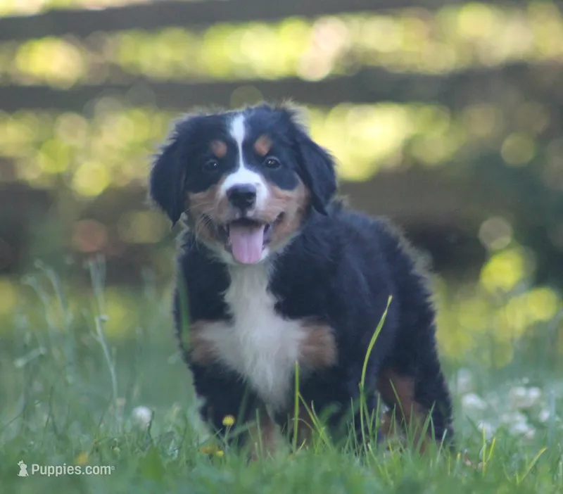Bubbles – Bernese Mountain Dog puppy for sale in Guys Mills, PA