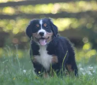 Bubbles, a female Bernese Mountain Dog for sale in Guys Mills, PA – 1 of 5