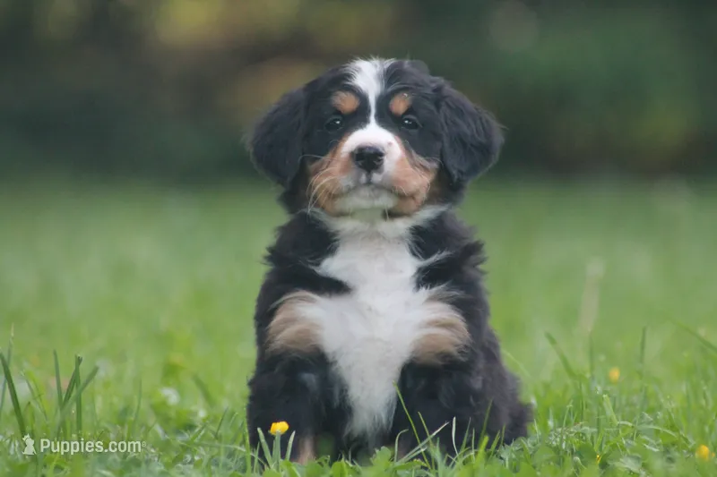 Bubbles – Bernese Mountain Dog puppy for sale in Guys Mills, PA