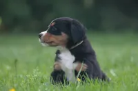 Breeze, a female Bernese Mountain Dog for sale in Guys Mills, PA – 4 of 5