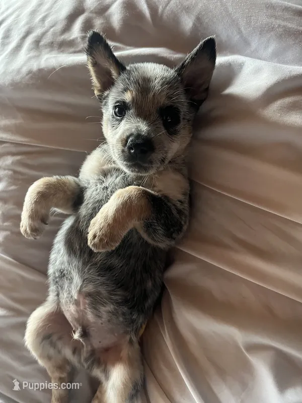 Diesel – Australian Cattle Dog puppy for sale in Kerrville, TX