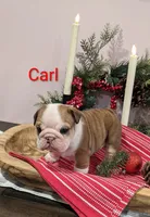 AKC Carl, a male English Bulldog for sale in Dundee, OH – Photo 2 of 10