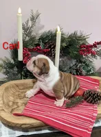AKC Carl, a male English Bulldog for sale in Dundee, OH – Photo 5 of 10