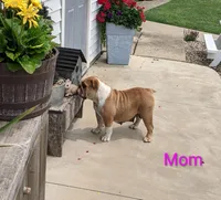 AKC Carl, a male English Bulldog for sale in Dundee, OH – Photo 10 of 10