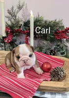 AKC Carl, a male English Bulldog for sale in Dundee, OH – Photo 4 of 10