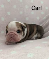 AKC Carl, a male English Bulldog for sale in Dundee, OH – Photo 7 of 10