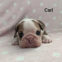 AKC Carl, a male English Bulldog for sale in Dundee, OH – Photo 6 of 10