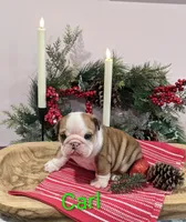 AKC Carl, a male English Bulldog for sale in Dundee, OH – Photo 1 of 10