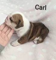 AKC Carl, a male English Bulldog for sale in Dundee, OH – Photo 8 of 10