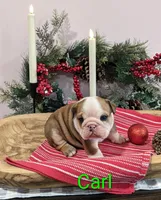 AKC Carl, a male English Bulldog for sale in Dundee, OH – Photo 3 of 10