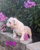 AKC Ellie , a female English Bulldog for sale in Dundee, OH – 4 of 7