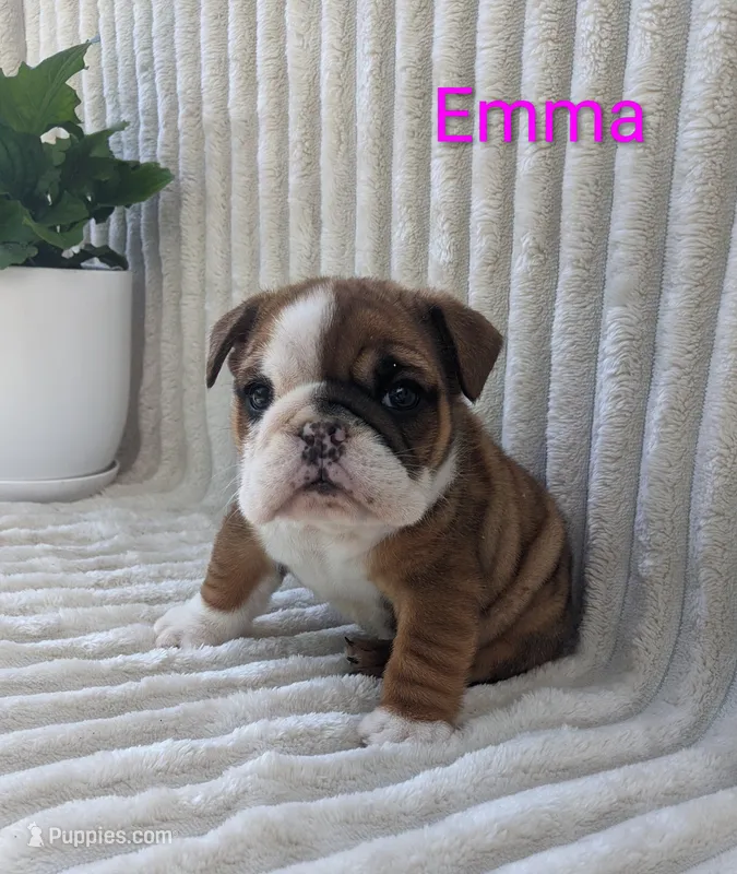 AKC Emma  – English Bulldog puppy for sale in Dundee, OH
