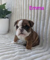 AKC Emma , a female English Bulldog for sale in Dundee, OH – 1 of 5
